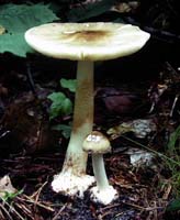 This shows how wide the cap is at maturity with a broad low umbo. This shows how wide the cap is at maturity with a broad low umbo.